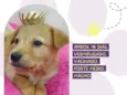 Cachorro raça Srd idade 2 a 6 meses nome Paçoca 