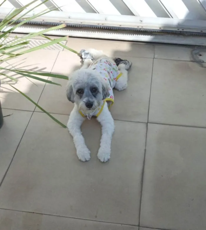 Cachorro ra a SRD idade 2 anos nome Clarinha