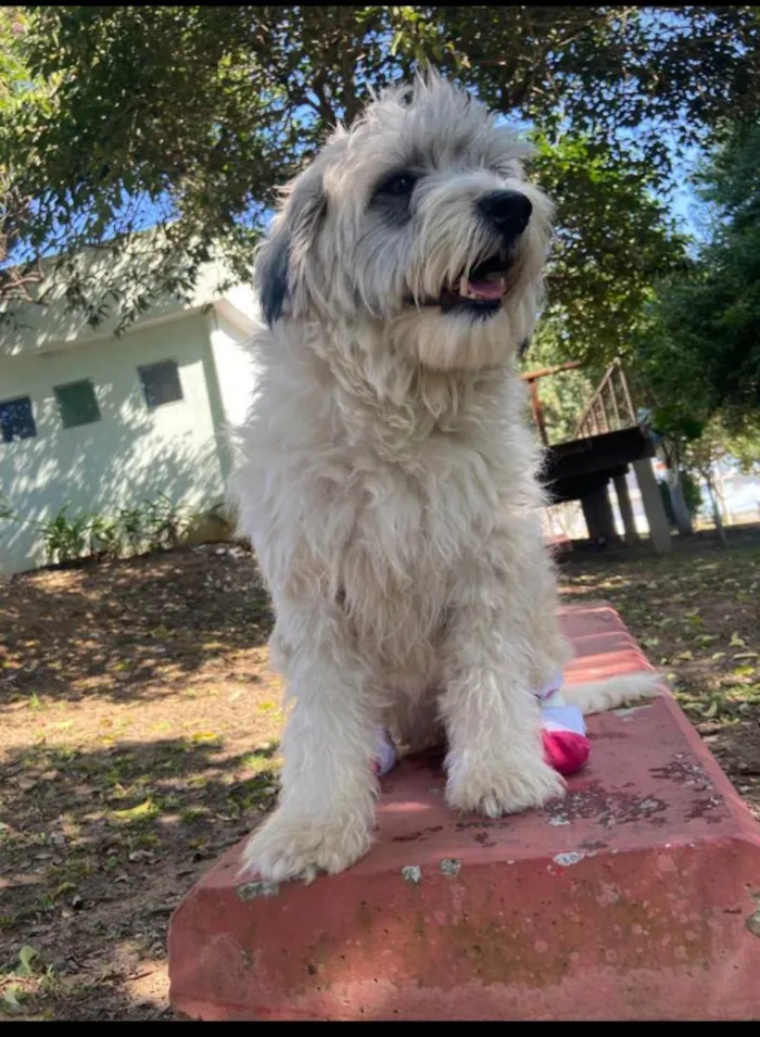 Cachorro ra a SRD idade 2 anos nome Clarinha