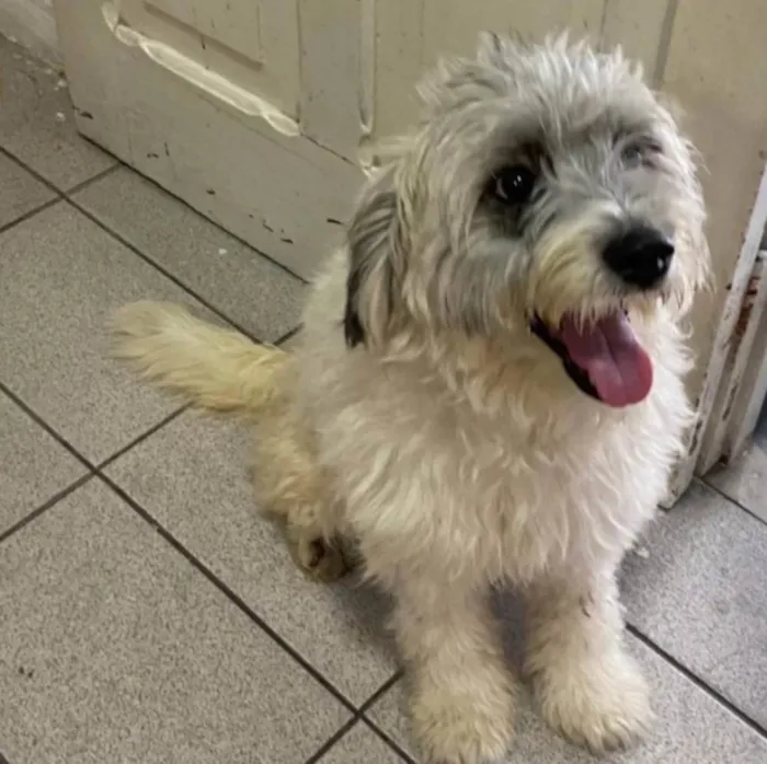 Cachorro ra a SRD idade 2 anos nome Clarinha