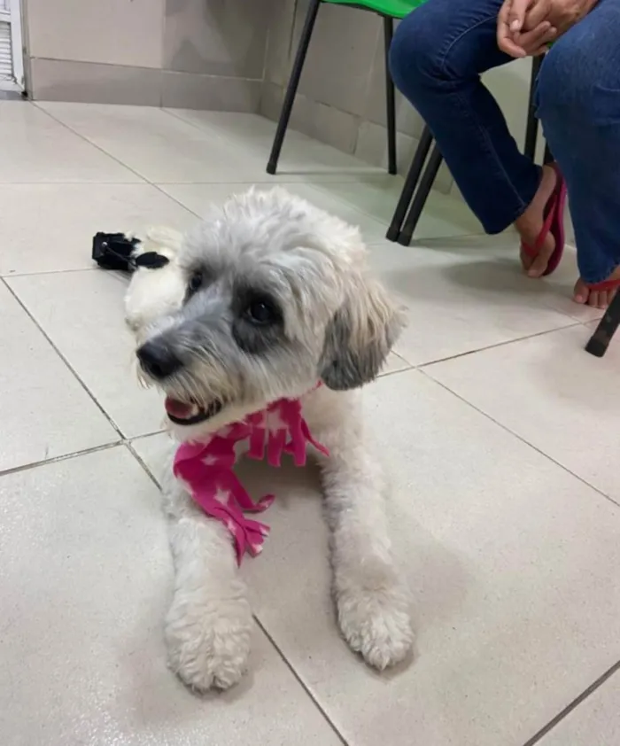 Cachorro ra a SRD idade 2 anos nome Clarinha