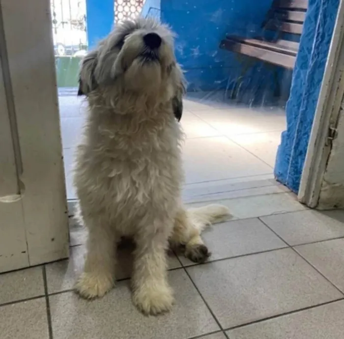 Cachorro ra a SRD idade 2 anos nome Clarinha