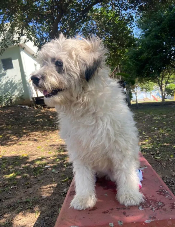 Cachorro ra a SRD idade 2 anos nome Clarinha