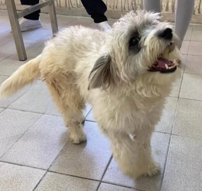 Cachorro ra a SRD idade 2 anos nome Clarinha