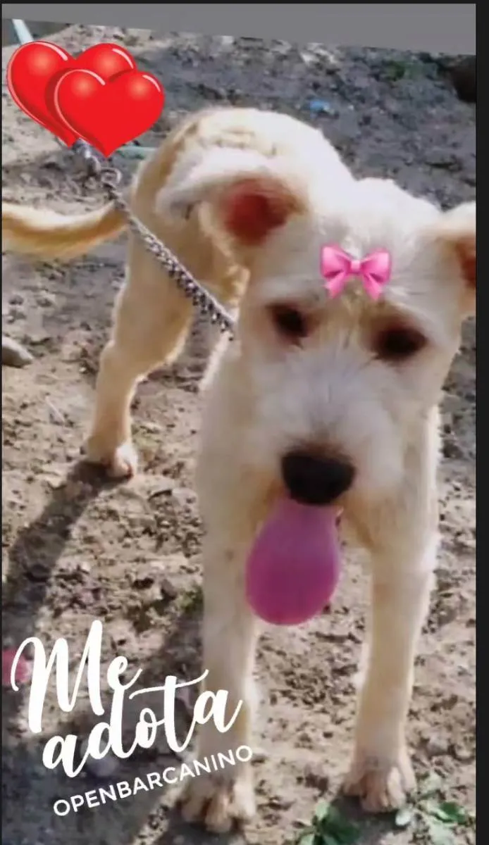 Cachorro ra a Mix de poodle idade 1 ano nome Xuxa
