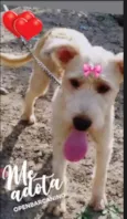 Xuxa
