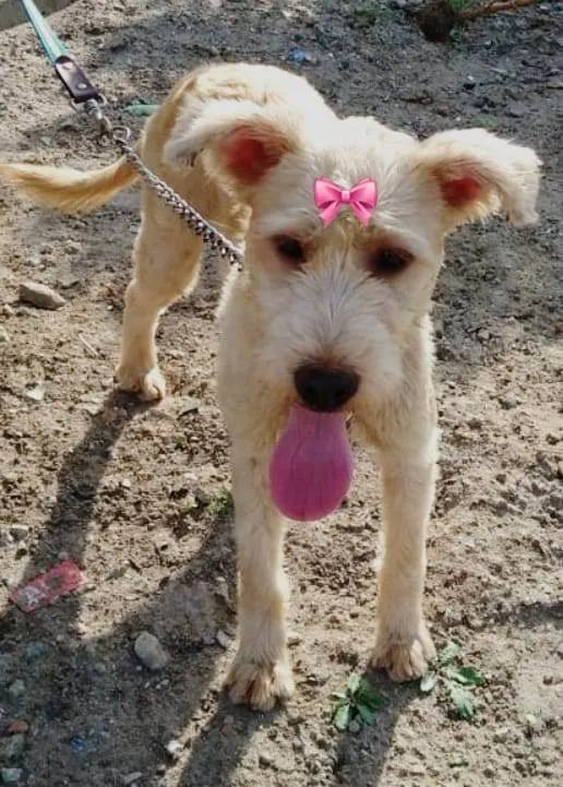 Cachorro ra a Mix de poodle idade 1 ano nome Xuxa