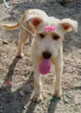 Xuxa