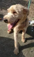Xuxa