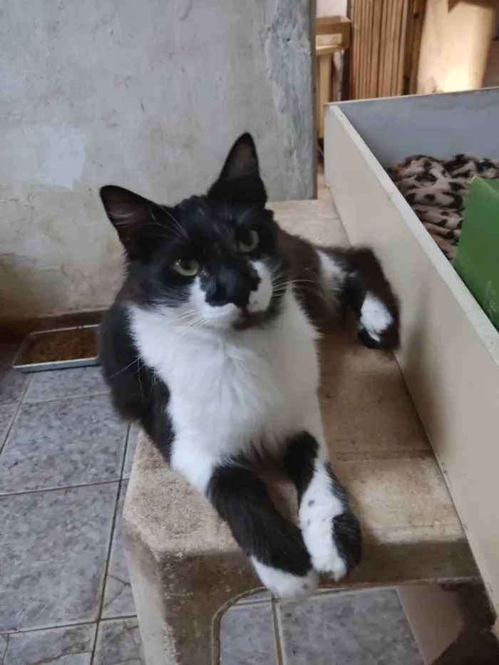 Gato ra a Srd idade 7 a 11 meses nome Pink e Floyd 