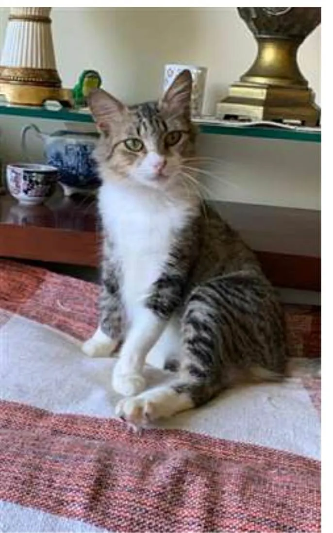 Gato ra a srd bicolor idade 7 a 11 meses nome MINIE 