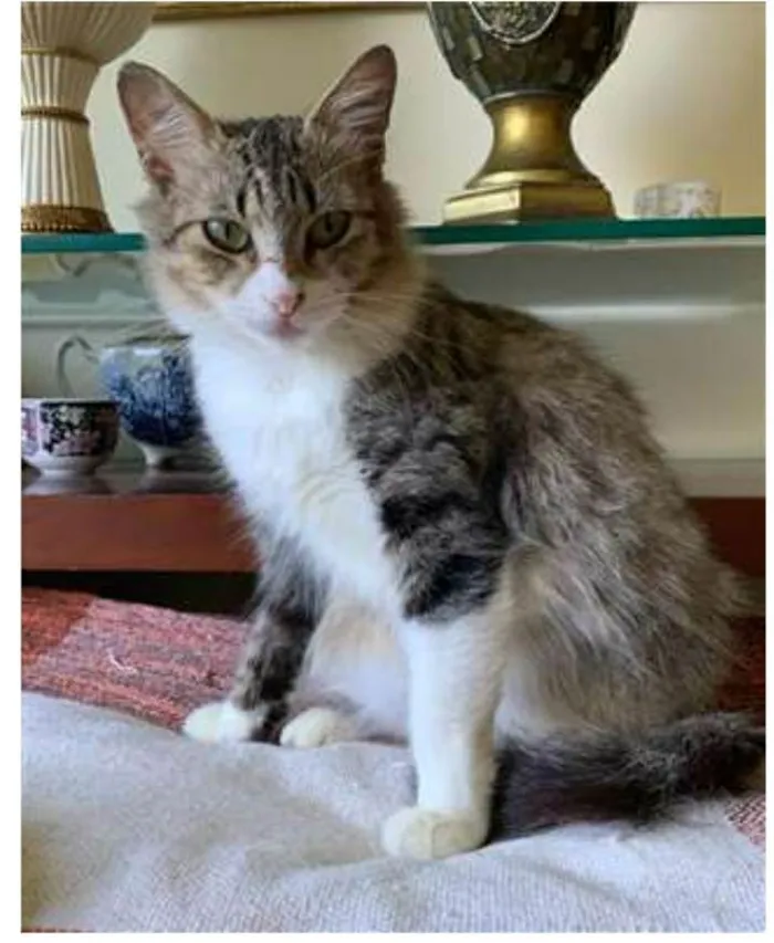 Gato ra a srd bicolor idade 7 a 11 meses nome MINIE 