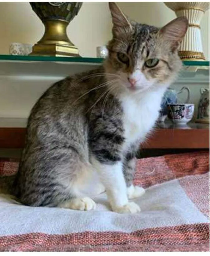 Gato ra a srd bicolor idade 7 a 11 meses nome MINIE 