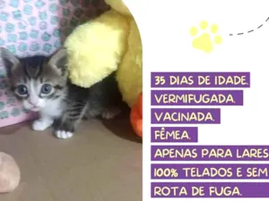 Gato raça Srd idade Abaixo de 2 meses nome Cora Coralina