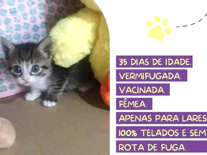 Gato raça Srd idade Abaixo de 2 meses nome Cora Coralina