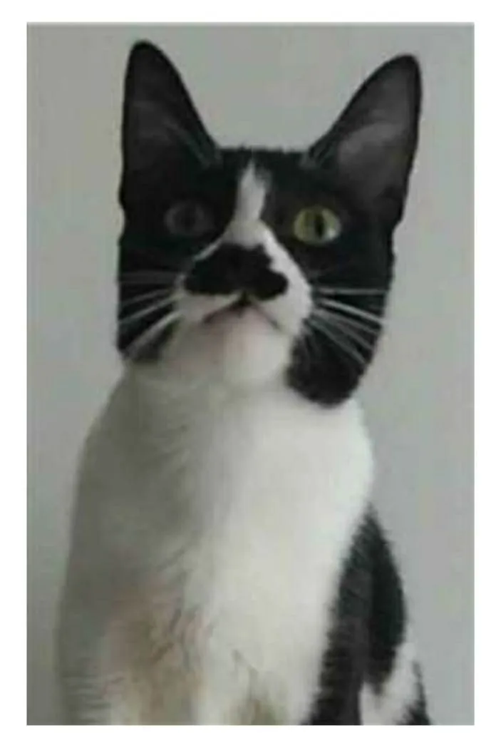 Gato ra a srd frajolinha  idade 2 anos nome CHAYENE 