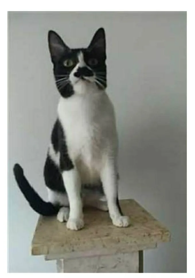 Gato ra a srd frajolinha  idade 2 anos nome CHAYENE 