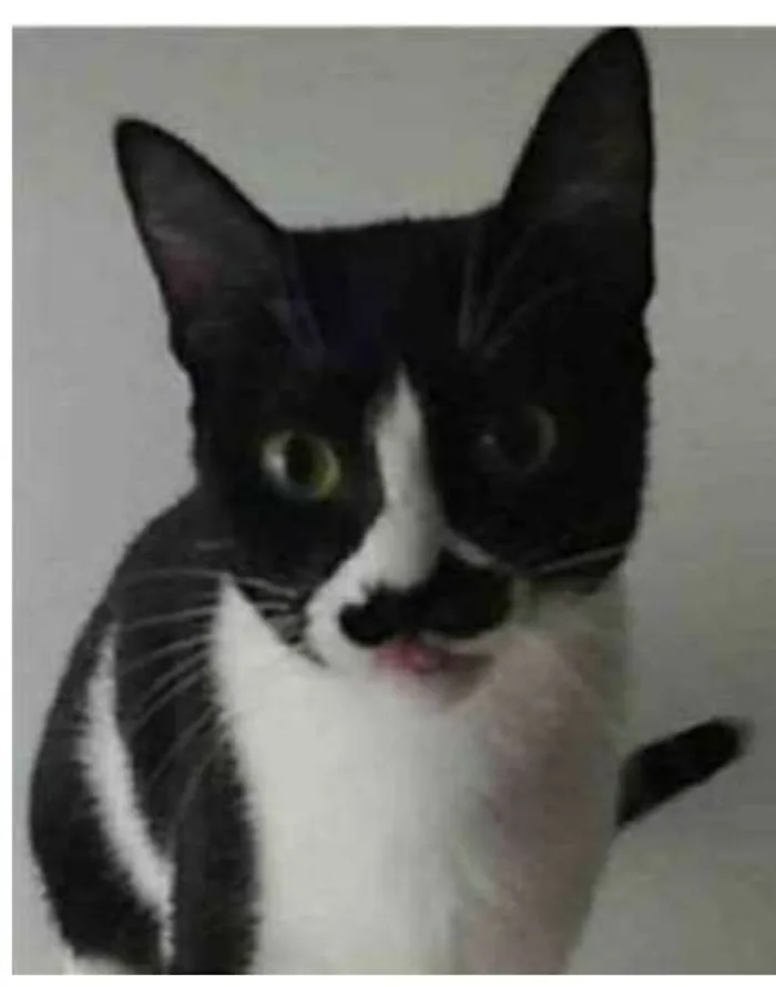 Gato ra a srd frajolinha  idade 2 anos nome CHAYENE 