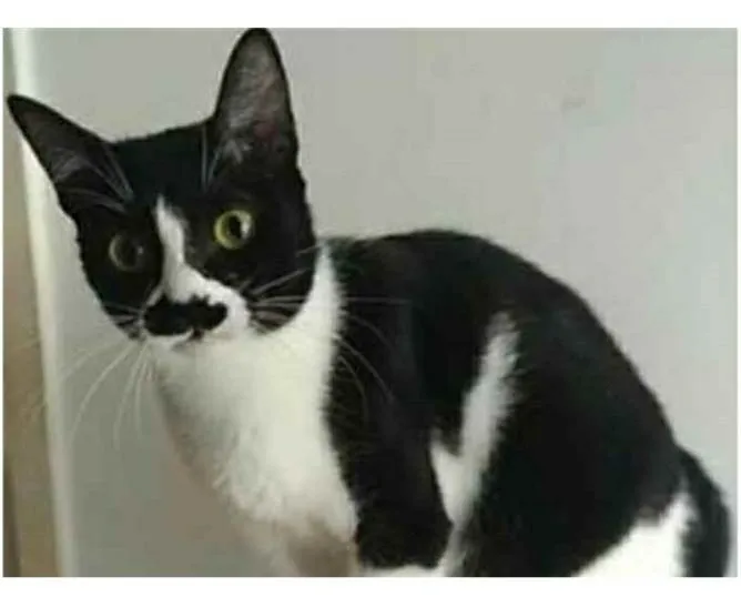 Gato ra a srd frajolinha  idade 2 anos nome CHAYENE 