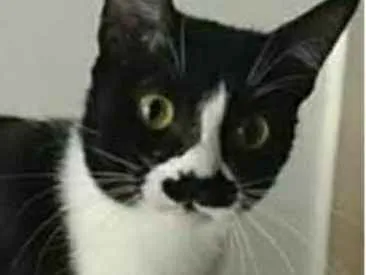 Gato ra a srd frajolinha  idade 2 anos nome CHAYENE 
