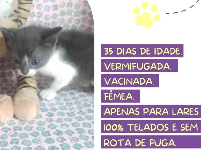 Gato raça Srd idade Abaixo de 2 meses nome Cecília Meireles 