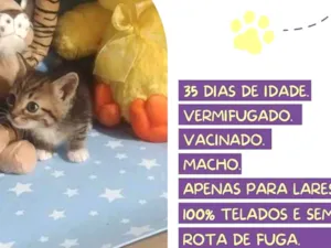 Gato raça Srd idade Abaixo de 2 meses nome Manuel Bandeira