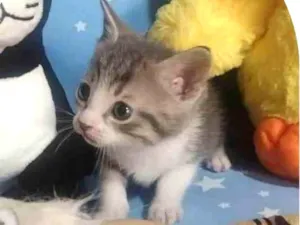 Gato raça Srd idade Abaixo de 2 meses nome Ferreira Gullar
