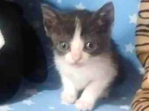 Gato raça Srd idade Abaixo de 2 meses nome Mário Quintana 
