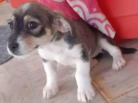 Cachorro ra a Vira Lata idade 7 a 11 meses nome Sem nome ainda