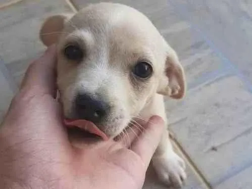 Cachorro ra a Vira Lata idade 7 a 11 meses nome Sem nome ainda