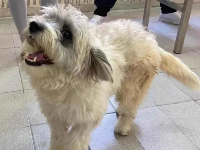 Cachorro ra a SRD idade 2 anos nome Clarinha