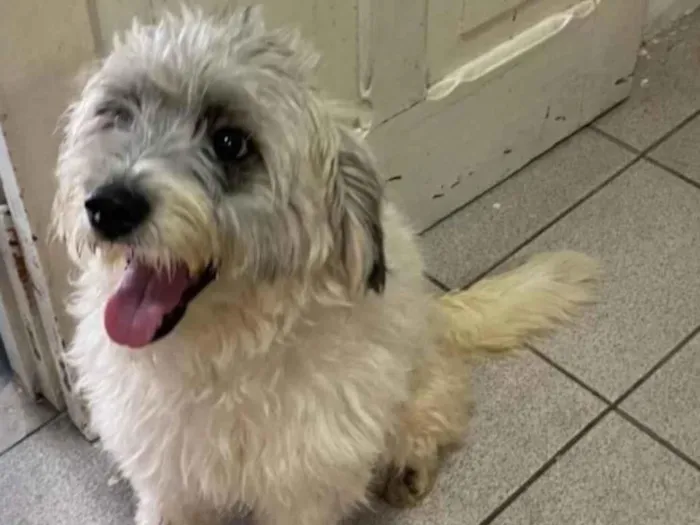 Cachorro ra a SRD idade 2 anos nome Clarinha