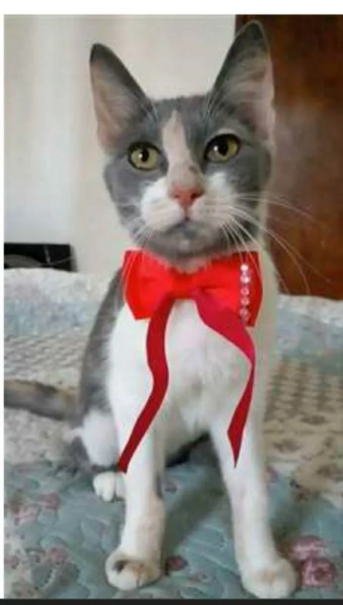 Gato raça srd tricolor idade 7 a 11 meses nome SOPHIA