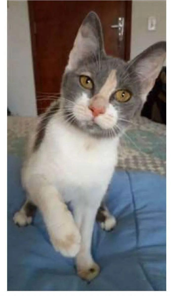 Gato raça srd tricolor idade 7 a 11 meses nome SOPHIA