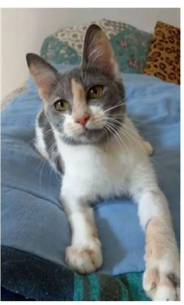 Gato raça srd tricolor idade 7 a 11 meses nome SOPHIA