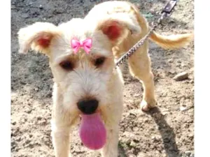 Cachorro raça Mix de poodle idade 1 ano nome Xuxa