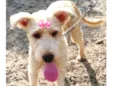 Xuxa