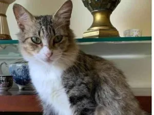 Gato raça srd bicolor idade 7 a 11 meses nome MINIE 