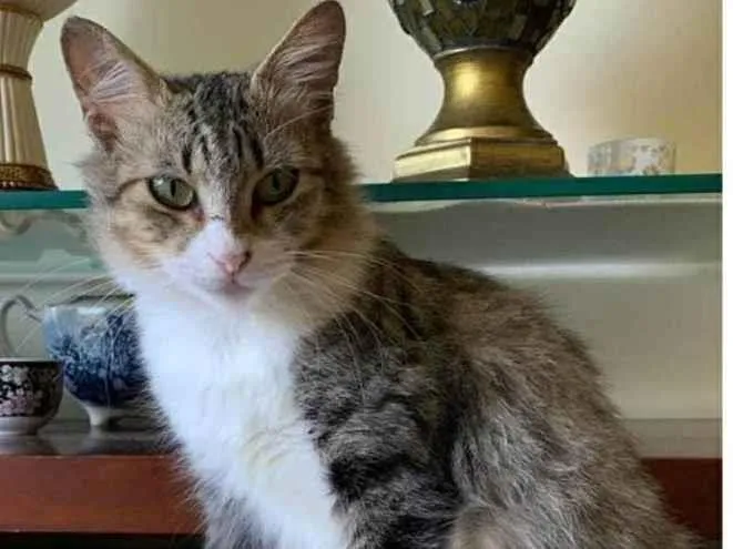 Gato ra a srd bicolor idade 7 a 11 meses nome MINIE 