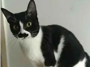 Gato raça srd frajolinha  idade 2 anos nome CHAYENE 