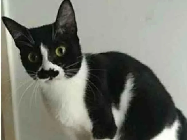 Gato ra a srd frajolinha  idade 2 anos nome CHAYENE 