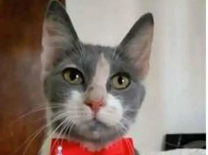 Gato raça srd tricolor idade 7 a 11 meses nome SOPHIA