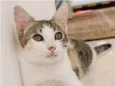 MEL