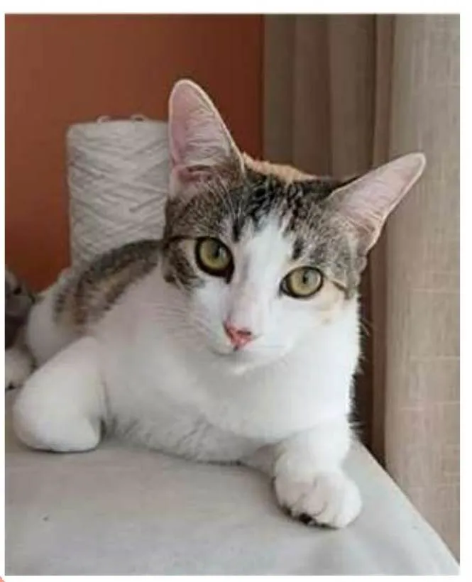 Gato ra a srd tricolor idade 7 a 11 meses nome MEL
