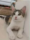 MEL