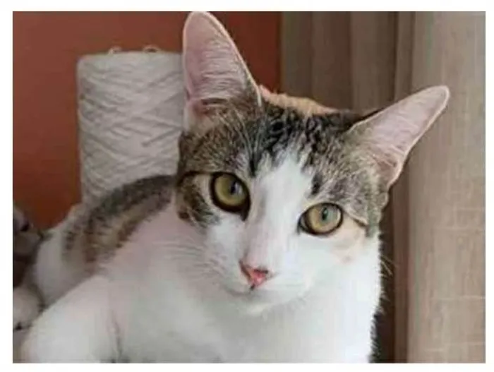 Gato ra a srd tricolor idade 7 a 11 meses nome MEL