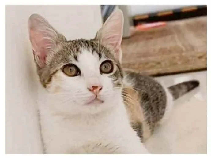 Gato ra a srd tricolor idade 7 a 11 meses nome MEL
