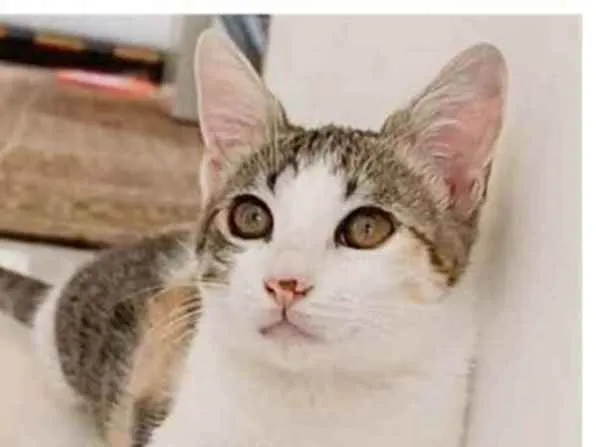 Gato ra a srd tricolor idade 7 a 11 meses nome MEL