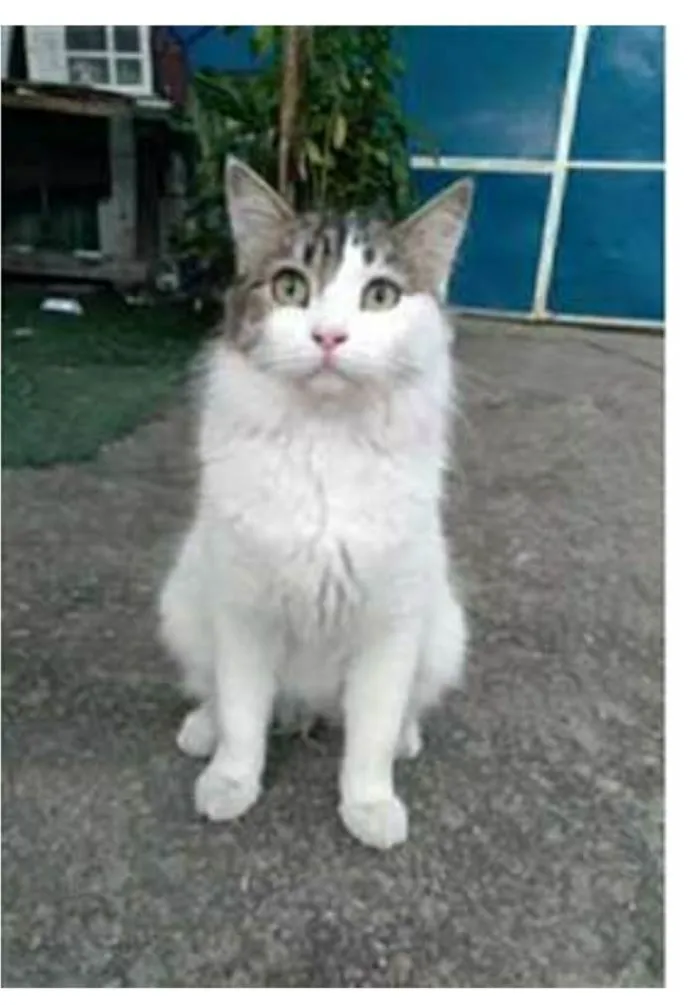 Gato ra a srd tricolor idade 1 ano nome FIONA