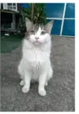 FIONA
